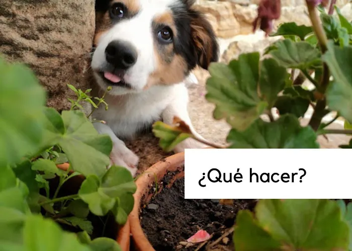 La Ermita Apartment *